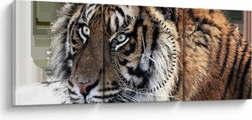 Obraz tigra (s hodinami) (90x30 cm)