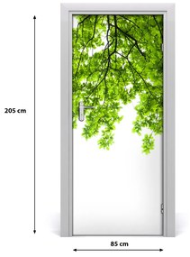 Fototapeta samolepiace koruna stromu 85x205 cm