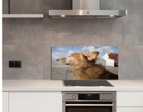 Nástenný panel  Hnedý pes beach 100x50 cm