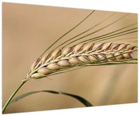 Obraz - Pšenica (90x60 cm)