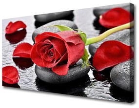 Obraz Canvas Ruže kvet kamene zen 100x50 cm