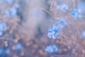Fototapeta modré kvety na vintage pozadí - 150x100