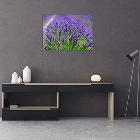 Obraz - levanduľa (70x50 cm)