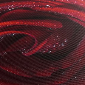 Obraz - Červená ruža s kvapkami rosy (90x60 cm)