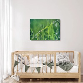 Sklenený obraz kvapiek rosy (70x50 cm)