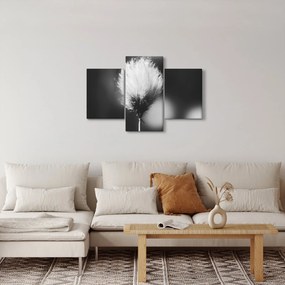 Obraz - Čiernobiely cottongrass (90x60 cm)
