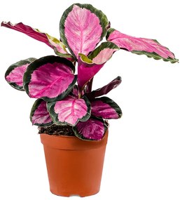 Calathea silvia 12x30 cm