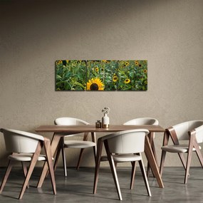 Obraz - Slnečnicové pole II. (s hodinami) (90x30 cm)