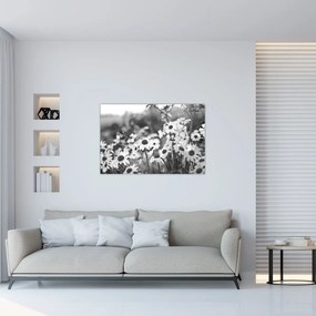 Obraz - Kopretiny (90x60 cm)