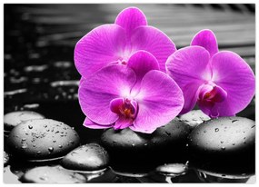 Sklenený obraz - Fialové orchidey (70x50 cm)