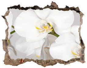 Samolepící nálepka na zeď Orchidea nd-k-133396361