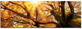 Obraz na plátne - Slnko cez vetvi stromu - panoráma 5240A (120x45 cm)