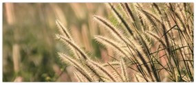 Obraz - Obilie (120x50 cm)