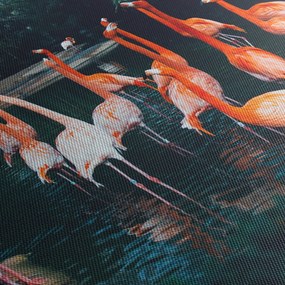 Obraz stádo plameniakov (70x50 cm)