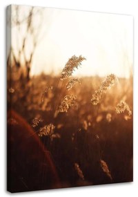 Obraz na plátně Meadow Sun Nature Beige - 70x100 cm