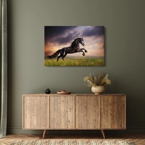 Obraz - Kone (90x60 cm)