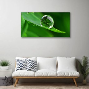 Obraz na plátne List voda kvapka rastlina 140x70 cm