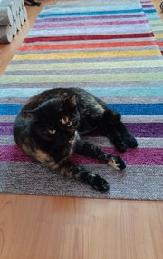 Oriental Weavers, PRE ZVIERATÁ: Prateľný Laos 39 / 999X, 75x160, viacfarebná, chodba / predsieň