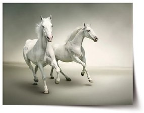 Sablio Plagát Dva biele koňe - 120x80 cm