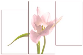Obraz na plátne - Tulipán 181QD (105x70 cm)