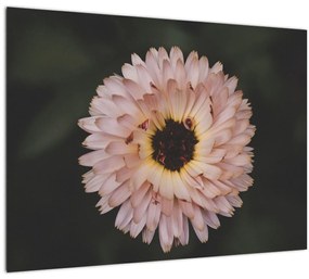 Sklenený obraz oranžovej kvetiny (70x50 cm)