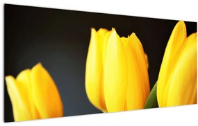 Obraz tulipánov (120x50 cm)