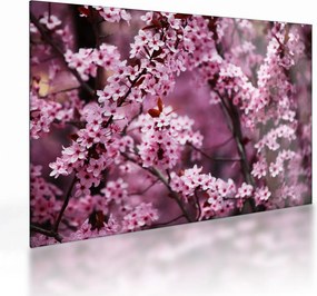 Sklenený obraz - Ružová sakura (70x50 cm)
