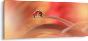 Obraz kvetinové kvapky rosy (120x50 cm)