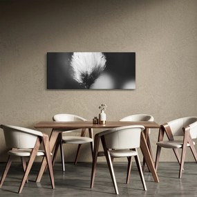 Obraz - Čiernobiely cottongrass (120x50 cm)