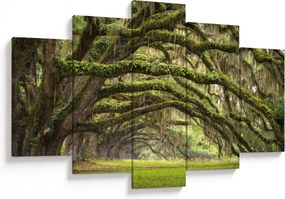Obraz - Oaks Avenue, Charleston, Južná Karolína, USA (150x105 cm)