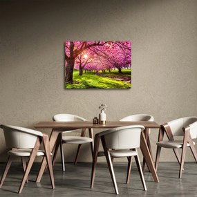 Obraz rozkvitnutých čerešní, Hurd Park, Dover, New Jersey (70x50 cm)