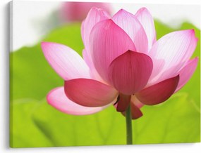 Obraz kvetu Lotusu (70x50 cm)