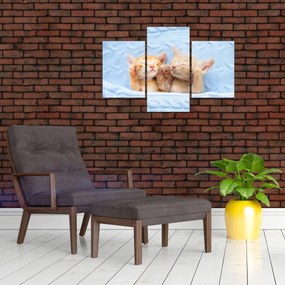 Obraz - Spiace mačiatka (90x60 cm)