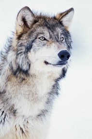 Fotografia Winter Timber Wolf, David A. Northcott, (26.7 x 40 cm)