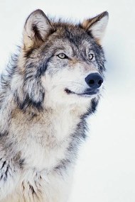 Umelecká fotografie Winter Timber Wolf, David A. Northcott, (26.7 x 40 cm)