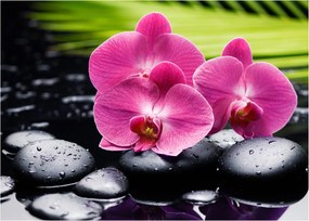 Obraz - Ružové orchidey s palmovým listom (70x50 cm)