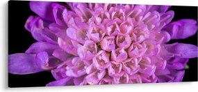 Detailný obraz kvetu (120x50 cm)