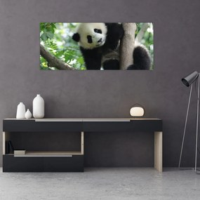 Obraz - Panda na strome (120x50 cm)