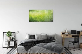Obraz na skle Tráva kvapky rosy 120x60 cm