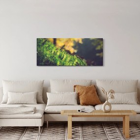 Obraz machu s hubou (120x50 cm)