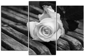 Obraz na plátne - Biela ruža na lavici 1224QC (135x90 cm)