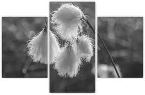 Obraz - Cottongrass (90x60 cm)
