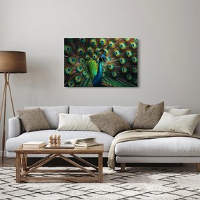Obraz – Páv (90x60 cm)