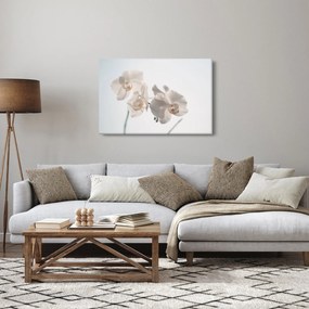 Obraz bielej orchidey (90x60 cm)