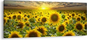Obraz - Slnečnica pri západe slnka (120x50 cm)