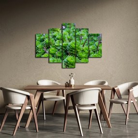 Obraz sukulentov (150x105 cm)