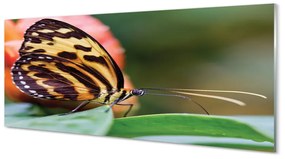 Obraz na akrylátovom skle Motýľ 120x60 cm