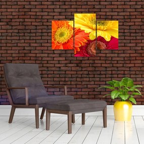 Obraz - Kvety Gerbery (90x60 cm)
