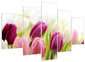 Obraz pučiacich tulipánov (150x105 cm)