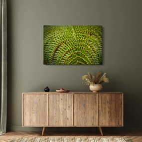 Obraz - Papraď (90x60 cm)